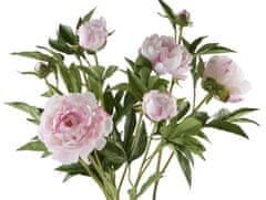 Lene Bjerre Pivoňka (Paeonia) růžová keř, 66 cm