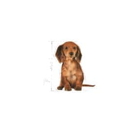 Royal Canin SHN Breed Dachshund Puppy 1,5 kg