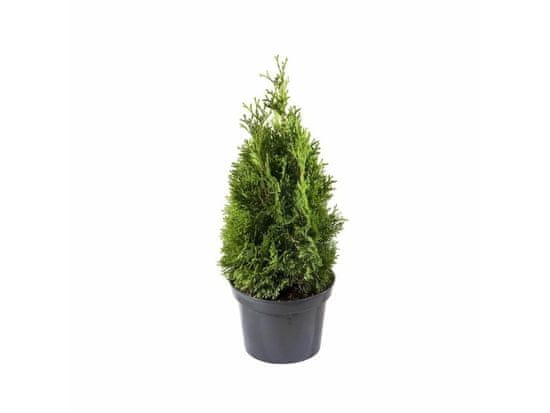 IGLACO Zerav západní, Thuja occidentalis 'Miky'