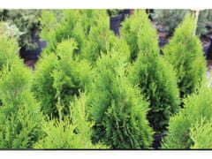 IGLACO Zerav západní, Thuja occidentalis 'Miky'