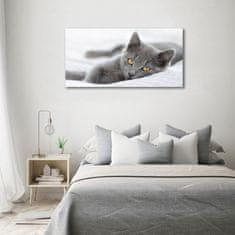 Wallmuralia Foto obraz skleněný horizontální Šedá kočka 100x50 cm 4 úchytky