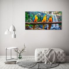 Wallmuralia Foto obraz skleněný horizontální Papoušci na větvi 125x50 cm 4 úchytky