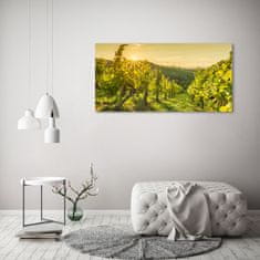 Wallmuralia Foto obraz skleněný horizontální Vinice 125x50 cm 2 úchytky