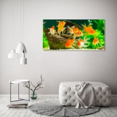 Wallmuralia Foto obraz sklo tvrzené Zlaté rybky 125x50 cm 4 úchytky