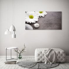 Wallmuralia Foto obraz fotografie na skle Gerbera 125x50 cm 2 úchytky