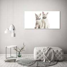 Wallmuralia Foto-obraz skleněný horizontální Bílé kočky 125x50 cm 2 úchytky