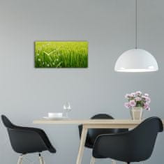 Wallmuralia Moderní skleněné hodiny na stěnu Rýžové pole bílé 60x30 cm