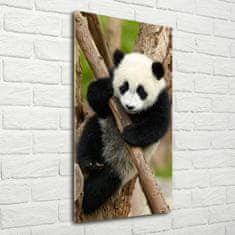 Wallmuralia Vertikální Foto obraz skleněný svislý Panda na stromě 50x100 cm 4 úchytky