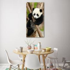 Wallmuralia Vertikální Foto obraz skleněný svislý Panda na stromě 50x100 cm 4 úchytky