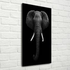 Wallmuralia Vertikální Fotoobraz na skle Africký slon 50x100 cm 2 úchytky