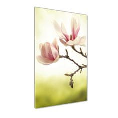 Wallmuralia Vertikální Fotoobraz na skle Květy magnolie 50x125 cm 2 úchytky