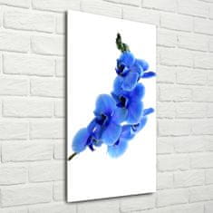 Wallmuralia Vertikální Fotoobraz na skle Modrá orchidej 70x140 cm 4 úchytky