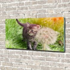 Wallmuralia Foto obraz skleněný horizontální Kočka pampeliška 100x50 cm 2 úchytky