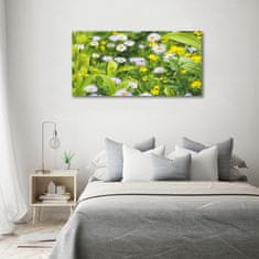 Wallmuralia Foto obraz sklo tvrzené Sedmikrásky 100x50 cm 2 úchytky