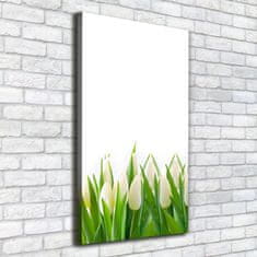 Wallmuralia Foto-obraz canvas do obýváku Bílé tulipány 50x100 cm