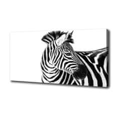 Wallmuralia Foto obraz canvas Zebra ve sněhu 120x60 cm