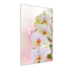 Wallmuralia Vertikální Foto obraz fotografie na skle Bílá orchidej 50x125 cm 2 úchytky