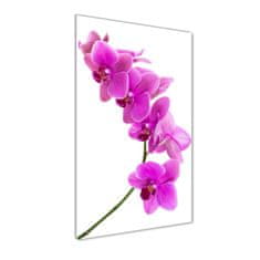 Wallmuralia Vertikální Fotoobraz na skle Růžová orchidej 70x140 cm 4 úchytky