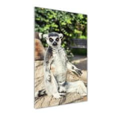 Wallmuralia Vertikální Fotoobraz skleněný na stěnu do obýváku Lemur 70x100 cm 4 úchytky