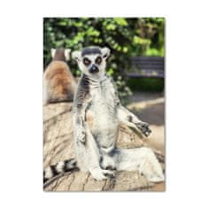 Wallmuralia Vertikální Fotoobraz skleněný na stěnu do obýváku Lemur 70x100 cm 4 úchytky