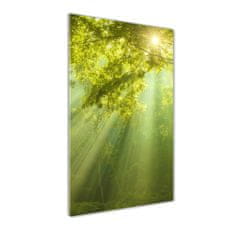 Wallmuralia Vertikální Foto obraz fotografie na skle Slunce v lese 50x125 cm 2 úchytky