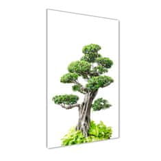 Wallmuralia Vertikální Foto obraz sklo tvrzené Bonsai 70x140 cm 2 úchytky