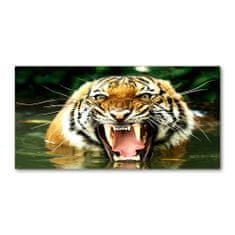 Wallmuralia Fotoobraz na skle Řvoucí tygři 125x50 cm 2 úchytky