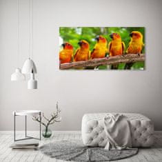 Wallmuralia Foto obraz fotografie na skle Papoušci na větvi 125x50 cm 2 úchytky