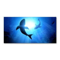 Wallmuralia Foto obraz skleněný horizontální Dva žraloci 120x60 cm 4 úchytky