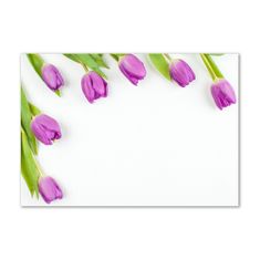 Wallmuralia Moderní skleněný obraz z fotografie Fialové tulipány 100x70 cm 4 úchytky