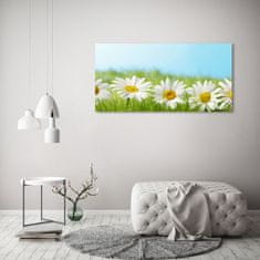 Wallmuralia Foto-obrah sklo tvrzené Sedmikrásky 125x50 cm 4 úchytky