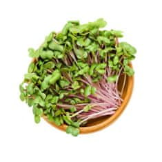 AUR Microgreens - kouzelná zahrádka, mikro bylinky - 2x semínka červené zelí