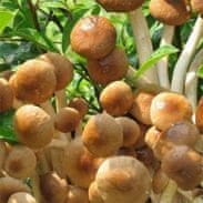 PLANTO Polnička topolová (Agrocybe aegerita) 20 ks - podhoubí na kolících PO-POT-20KS