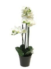 C7.cz Orchidej - Phalaenopsis Bora x3 v obalu 60cm bilá