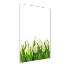 Wallmuralia Vertikální Foto obraz fotografie na skle Bílé tulipány 70x100 cm 2 úchytky