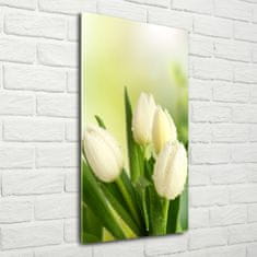 Wallmuralia Vertikální Foto obraz fotografie na skle Bílé tulipány 50x100 cm 2 úchytky