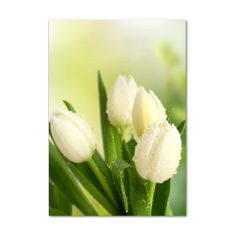 Wallmuralia Vertikální Foto obraz fotografie na skle Bílé tulipány 70x100 cm 4 úchytky