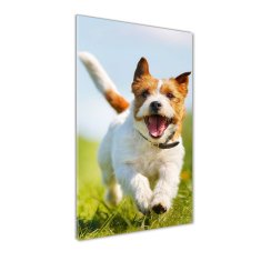 Wallmuralia Vertikální Fotoobraz na skle Pes Jack Russell 70x100 cm 2 úchytky