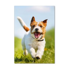 Wallmuralia Vertikální Fotoobraz na skle Pes Jack Russell 70x100 cm 2 úchytky