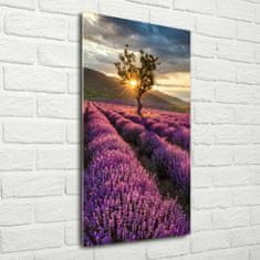 Wallmuralia Vertikální Foto obraz sklo tvrzené Pole levandule 50x100 cm 4 úchytky