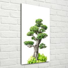 Wallmuralia Vertikální Foto obraz sklo tvrzené Bonsai 70x140 cm 2 úchytky