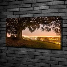 Wallmuralia Foto obraz canvas Starý strom 100x50 cm