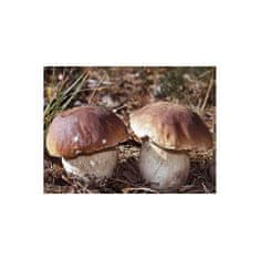 PLANTO Hřib smrkový ( Boletus edulis ) mykorhyzní mycelium