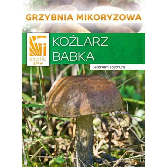 PLANTO Kozák březový ( Leccinum scabrum ) mykorhyzní mycelium