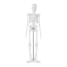 Greatstore Anatomický model lidské kostry 47 cm