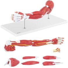 shumee 3D anatomický model paže v měřítku 1:1