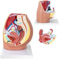 shumee 3D anatomický model ženské pánve v měřítku 1:1