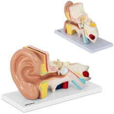 shumee 3D anatomický model lidského ucha