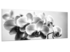 Glasdekor Obraz skleněný černobílá orchidej - Rozměry-obdélník: 70 x 90 cm