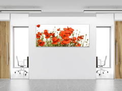 Glasdekor Obraz skleněný květy vlčí máky na bílém pozadí - Rozměry-obdélník: 70 x 100 cm